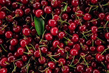 Red cherry. Bunch of ripe cherries with stems.