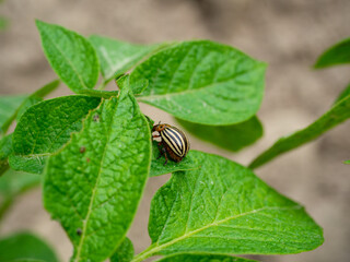 Close-up of an adult Colorado potato beetle on potato leaves. Insects, parasites, pests of agriculture