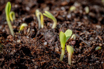 Wildflower seedlings breaking through soil
