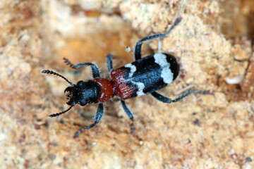 The ant beetle - Thanasimus formicarius, also known as the European red-bellied clerid