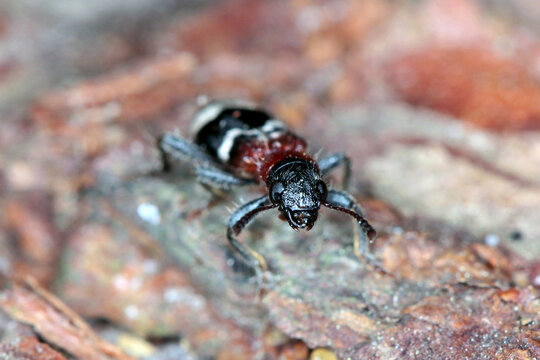 The ant beetle - Thanasimus formicarius, also known as the European red-bellied clerid