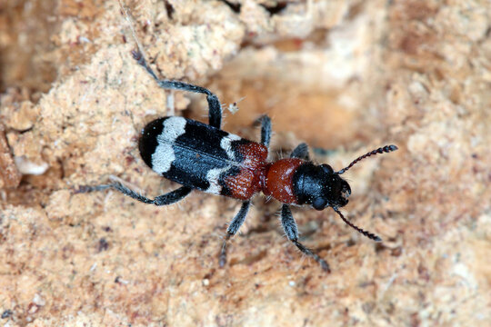 The ant beetle - Thanasimus formicarius, also known as the European red-bellied clerid