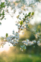 White cherry flowers on branches close up, abstract sunny green natural background. gentle blossom cherry flowers, symbol of spring season