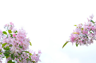 Pink apple flowers on abstract light natural background. gentle blossom apple flowers, symbol of spring season. 