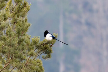 magpie bird on a coniferous tree