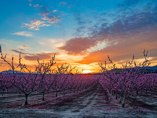 Campo con arboles de melocotón al atardecer