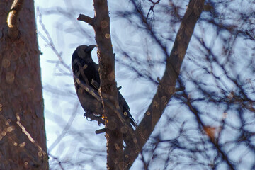 raven sitting on a tree behind branch