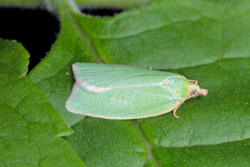 Moth of Green oak tortrix (Tortrix viridana), also know as European oak leafroller .