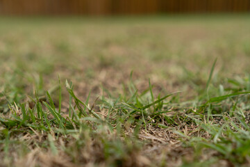 Green natural grass texture. Selective focus