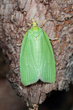 Moth of Green oak tortrix (Tortrix viridana), also know as European oak leafroller .