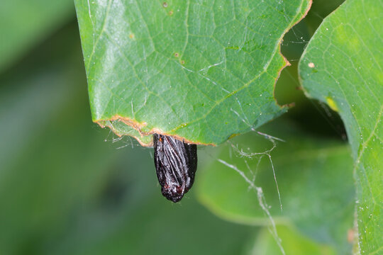 Pupa of Green oak tortrix (Tortrix viridana), also know as European oak leafroller .