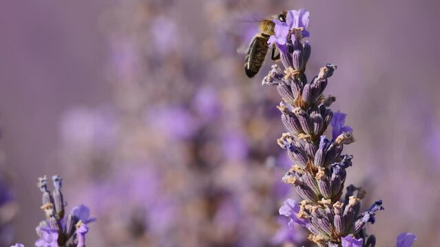 Meadow with blooming lavender and honey bee on flower collecting pollen. Provence in France.