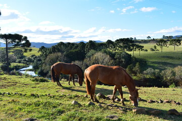 Horses grazing near the river with araucaria trees and hills in the background.