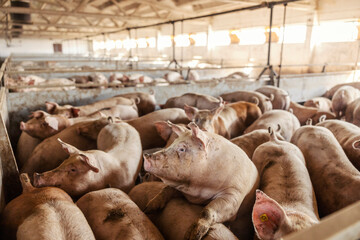 Many adult pigs at a pig farm. Livestock breeding. Meat industry and agriculture. - Powered by Adobe
