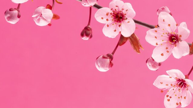 4K Time Lapse of flowering Cherry flowers on pink background. Spring timelapse of opening Sakura flowers on branches Cherry tree.