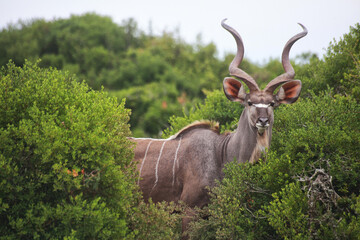 Antilope koudou d& 39 Afrique du Sud.