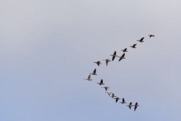 Silhouette of a flock of geese in flight in V-formation on a cloudy sky 