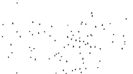 flock of birds, isolated on white background