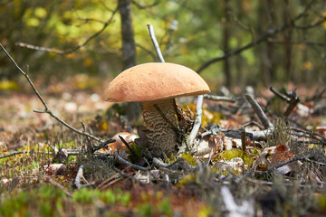Beautiful mushroom Leccinum, known as orange boletus, in the spring forest.