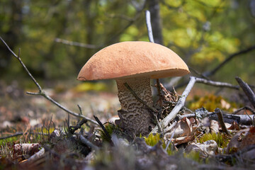 Beautiful mushroom Leccinum, known as orange boletus, in the spring forest.
