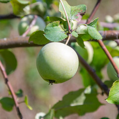 green apples on the branches