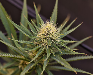 dosidos, do-si-dos, marijuana, pot, weed, dank, grow tent, medical marijuana	