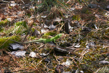 European green lizard (Lacerta agilis) in the forest.