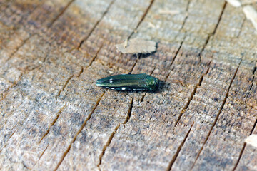 Oak splendour beetle, also known as the oak buprestid beetle or two-spotted oak borer (Agrilus biguttatus) in its natural environment. A comon beetle species occurring in European oak forests.