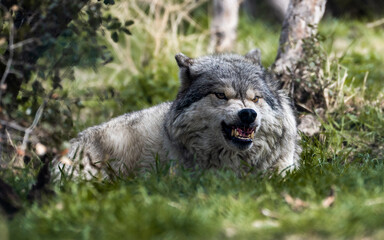 North American Gray Wolf, baring her teeth. 