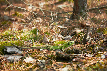 European green lizard (Lacerta agilis) in the forest.