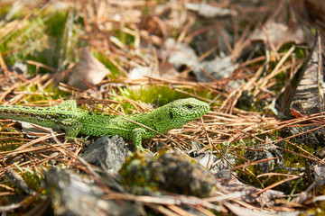 European green lizard (Lacerta agilis) in the forest.