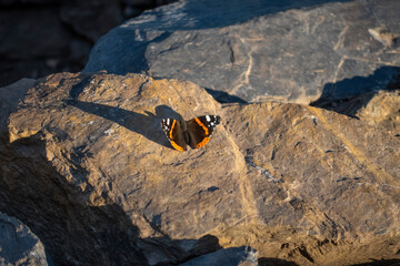 Preciosa mariposa tomando el sol del atardecer