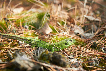 European green lizard (Lacerta agilis) in the forest.