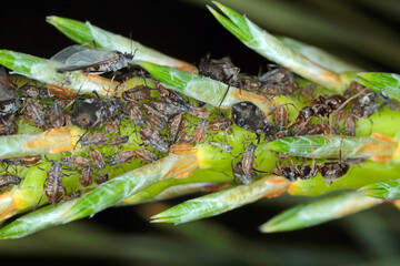 Ants and Aphids of the genus Cinara - Aleppo pine aphid on pine shoot.