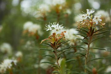 Flowering Rhododendron tomentosum (syn. Ledum palustre). Labrador tea or wild rosemary in spring...