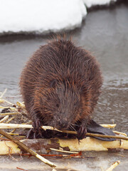 brown American beaver gnawing tree branches and building dam on the river in winter, closeup © serhio777