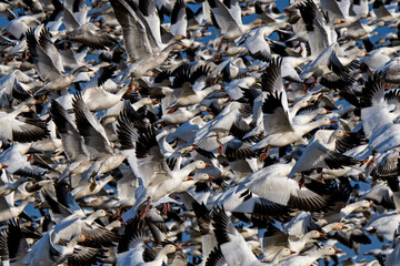 Chaotic flight of snow geese in the late afternoon sun during spring migration at Middle Creek Wildlife Management Area. They are a species of goose native to North America.