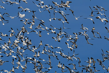 Fototapeta premium Chaotic flight of snow geese in the late afternoon sun during spring migration at Middle Creek Wildlife Management Area. They are a species of goose native to North America.