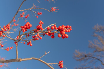 Close-view of the red berry of a winterberry (Ilex) bush.
