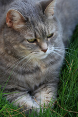 Naklejka na ściany i meble close up of grey cat in grass 