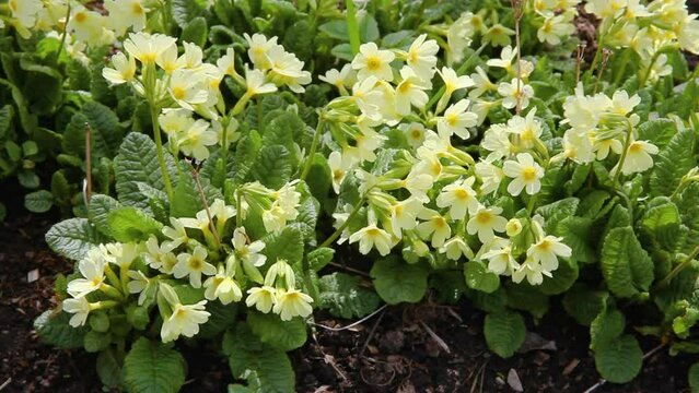Easter concept. Primrose Primula with yellow flowers in flowerbed in spring time. Inspirational natural floral spring or summer blooming garden or park. Hello spring