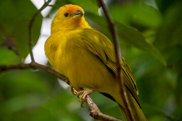 yellow canary songbird 