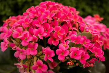 pink hydrangea flowers