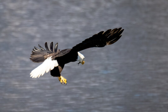 american bald eagle landing 
