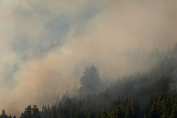 Forest fires due to climate change, large forests and national parks in danger from fires.