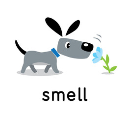 Obraz na płótnie Canvas A dog sniffs a flower. Five senses. Smell