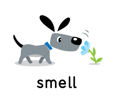A dog sniffs a flower. Five senses. Smell