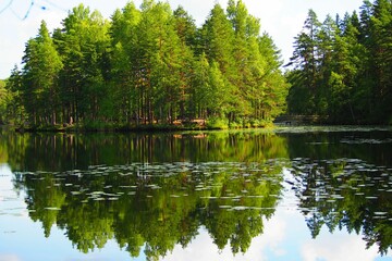Fototapeta na wymiar Finland Nature Woods Park View Green Trees