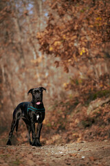 The beautiful cane corso Raya