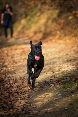 The cane corso Raya is running from the owner